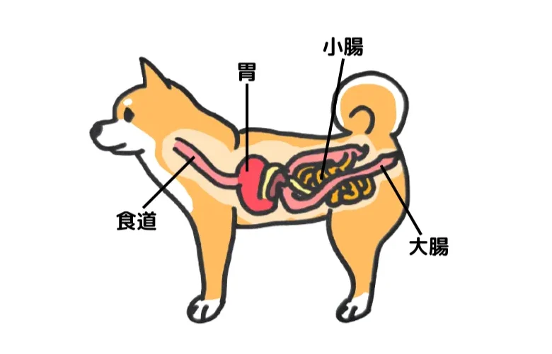 e38390e382bfe383bce78aace381a8e381afefbc9fe6848fe591b3e38284e789b9e5beb4e38081e4babae6b097e381aee79086e794b1e38292e8a7a3e8aaac バター犬とは?意味や特徴、人気の理由を解説