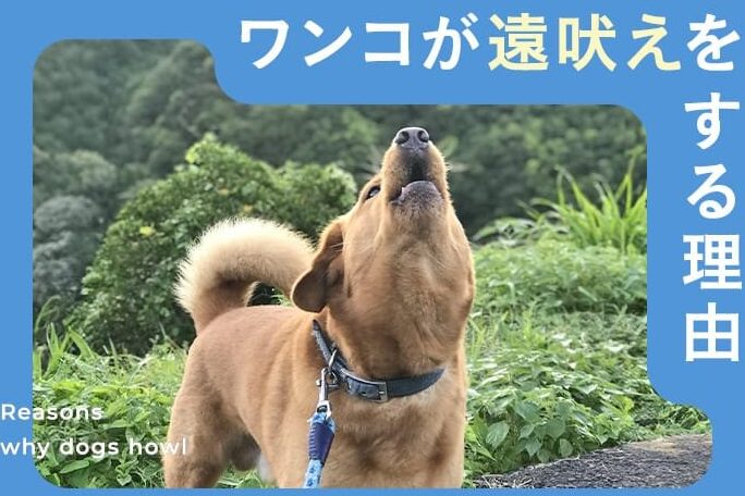 犬が遠吠えする理由とその背景に迫る