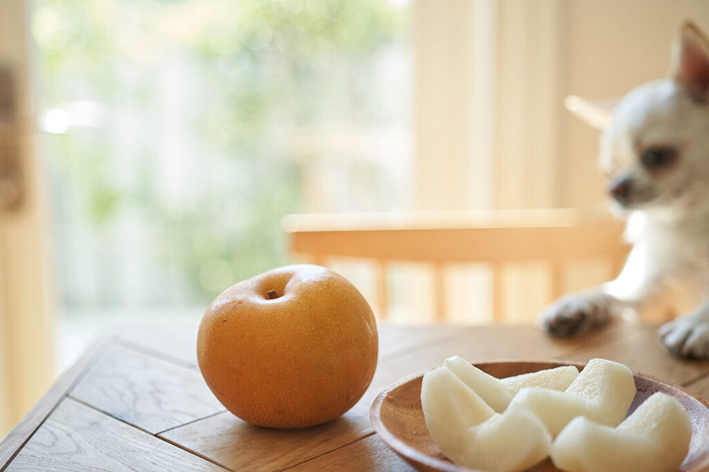 e78aace381abe6a2a8e38292e38182e38192e381a6e38184e38184e381aee3818befbc9fe581a5e5bab7e381b8e381aee5bdb1e99fbfe381a8e6b3a8e6848fe782b9 犬に梨をあげていいのか?健康への影響と注意点