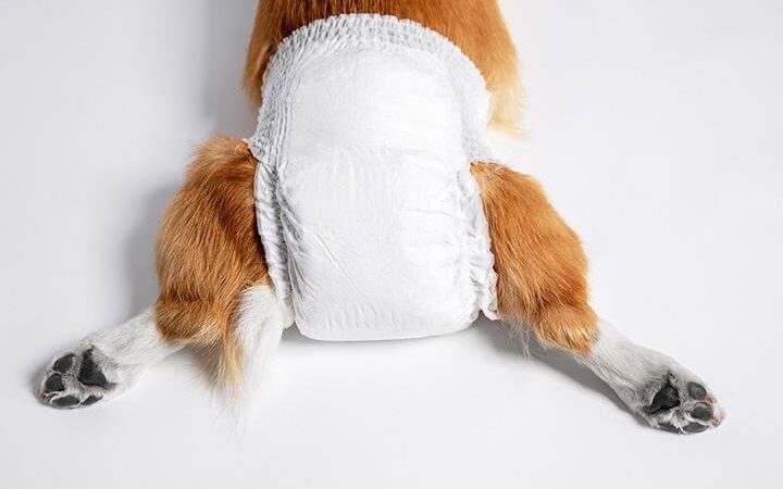 犬の生理はどこから血が出るのかを解説