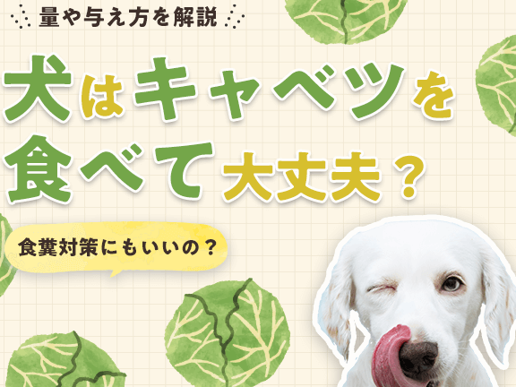 e78aace381afe382ade383a3e38399e38384e38292e9a39fe381b9e381a6e38282e5a4a7e4b888e5a4abefbc9fe581a5e5bab7e381b8e381aee5bdb1e99fbfe381a8 犬はキャベツを食べても大丈夫?健康への影響とは