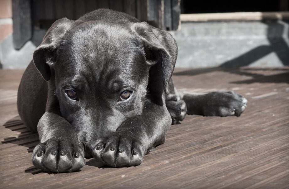 e78aace58f8de68a97e69c9fe381afe38184e381a4e5a78be381bee3828befbc9fe68890e995b7e9818ee7a88be38292e8a7a3e8aaace38197e381bee38199e38082 犬反抗期はいつ始まる?成長過程を解説します。